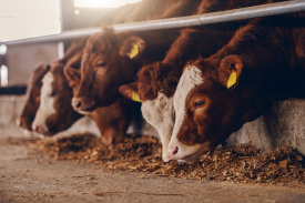 Cows in a dairy farm warehouse eating