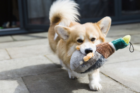 A corgi dog with a chew toy in it's mouth