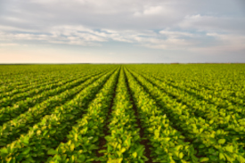 Long rows of crops on a farm