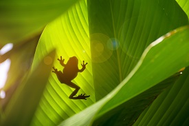 frog silhouette against a leaf