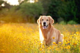 A golden retriever in a field