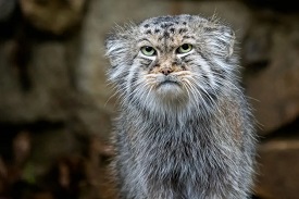 Photo of Pallas’s cat