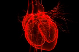 rendering of a heart