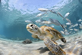 Turtles under water