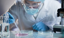 scientist carefully carrying matured cell to another plate, conducting research