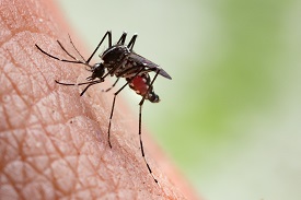 Aedes Aegypti mosquito on human skin