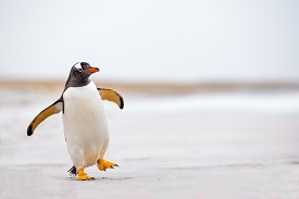 A Gentoo penguin