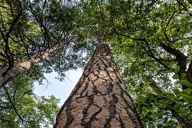Ponderosa pine