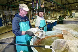 Bob Rode, at left, manager of the Aquaculture Research Lab, and technician Ian Kovacs tend to tilapia raised in the facility. Paul Brown, professor of forestry and natural resources at Purdue University, oversees the lab’s experimental aquaponics systems. (Purdue University photo/Tom Campbell)