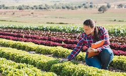 A woman with a notepad examines produce growing in a field
