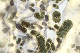 Biofilm of multidrug resistant bacteria Acinetobacter baumannii