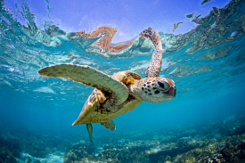 Image of a sea turtle swimming