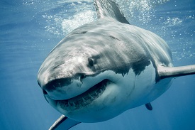 Shark