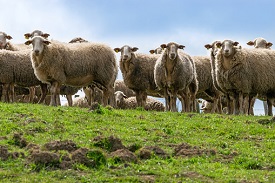 Sheep