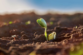 Germinating soybeans