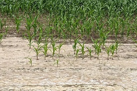 Picture of stunted corn