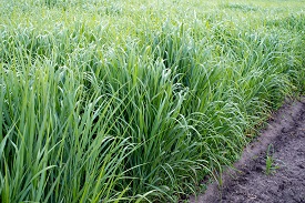 switchgrass