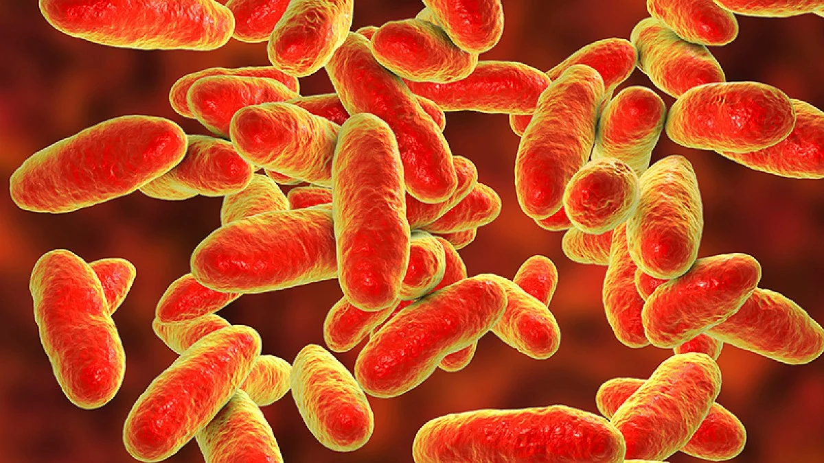 Beneficial Bacteria Sense Gut Lining to Find Their Place
