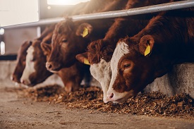 Cows in a barn