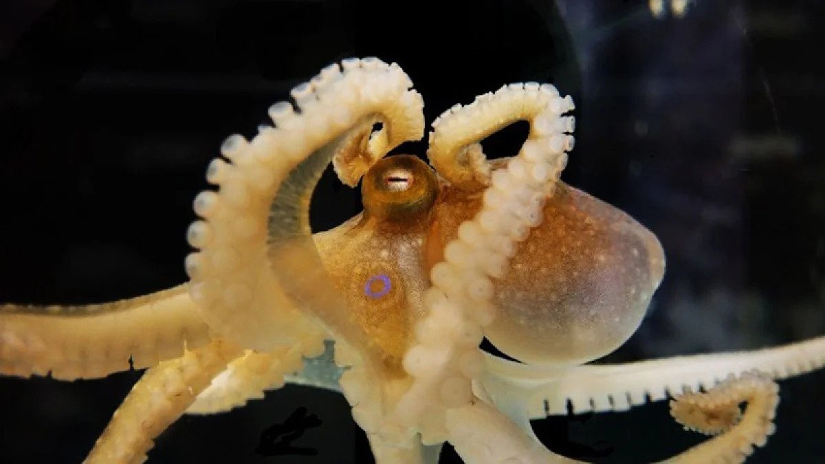 Octopuses Map Their Visual Landscape Much Like Humans Do