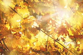 fall colors