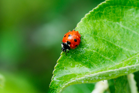 a ladybug on a leaf