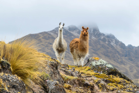2 llamas on a rocky hill