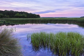 costal wetlands