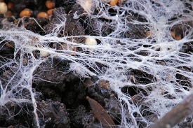 white mycelium