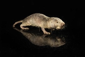 Picture of a mole rat