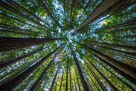 trees in a forest