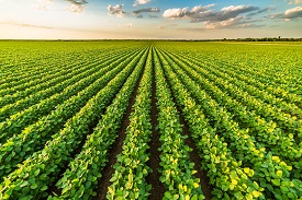 rows of crops