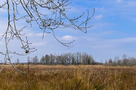 Pocosin Lake area