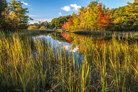 wetlands
