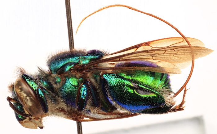 "Deforestation Harms Biodiversity of the Amazon’s Perfume-Loving Orchid Bees"