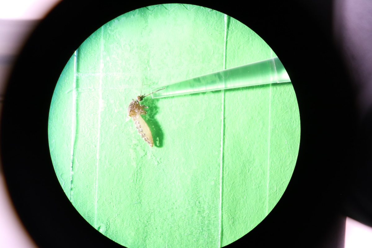 Study of Mosquito Spit Could Lead to Therapies for Viruses Like West Nile and Yellow Fever