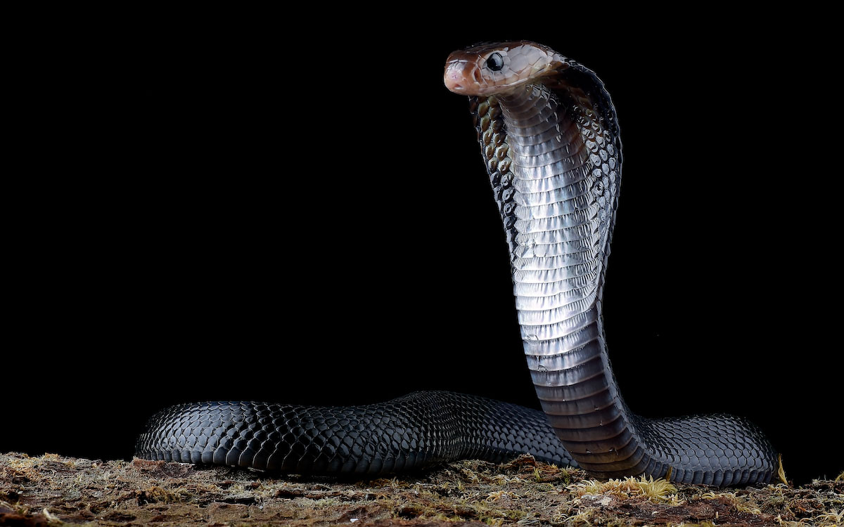 Research Shows Asia — Not Africa — Played Cradle to Snake Superfamily That Includes Cobras, Mambas and Many Common Pet Species