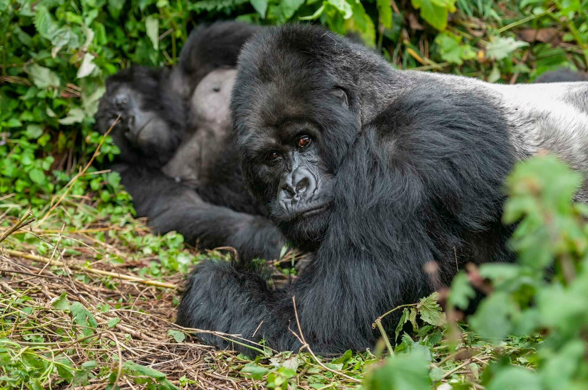 Same Genes That Made Gorilla Penises Small May Make Men Infertile