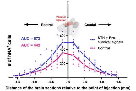 "Most Stem Cells Die After Being Injected Into the Brain. This New Technique Could Change That"