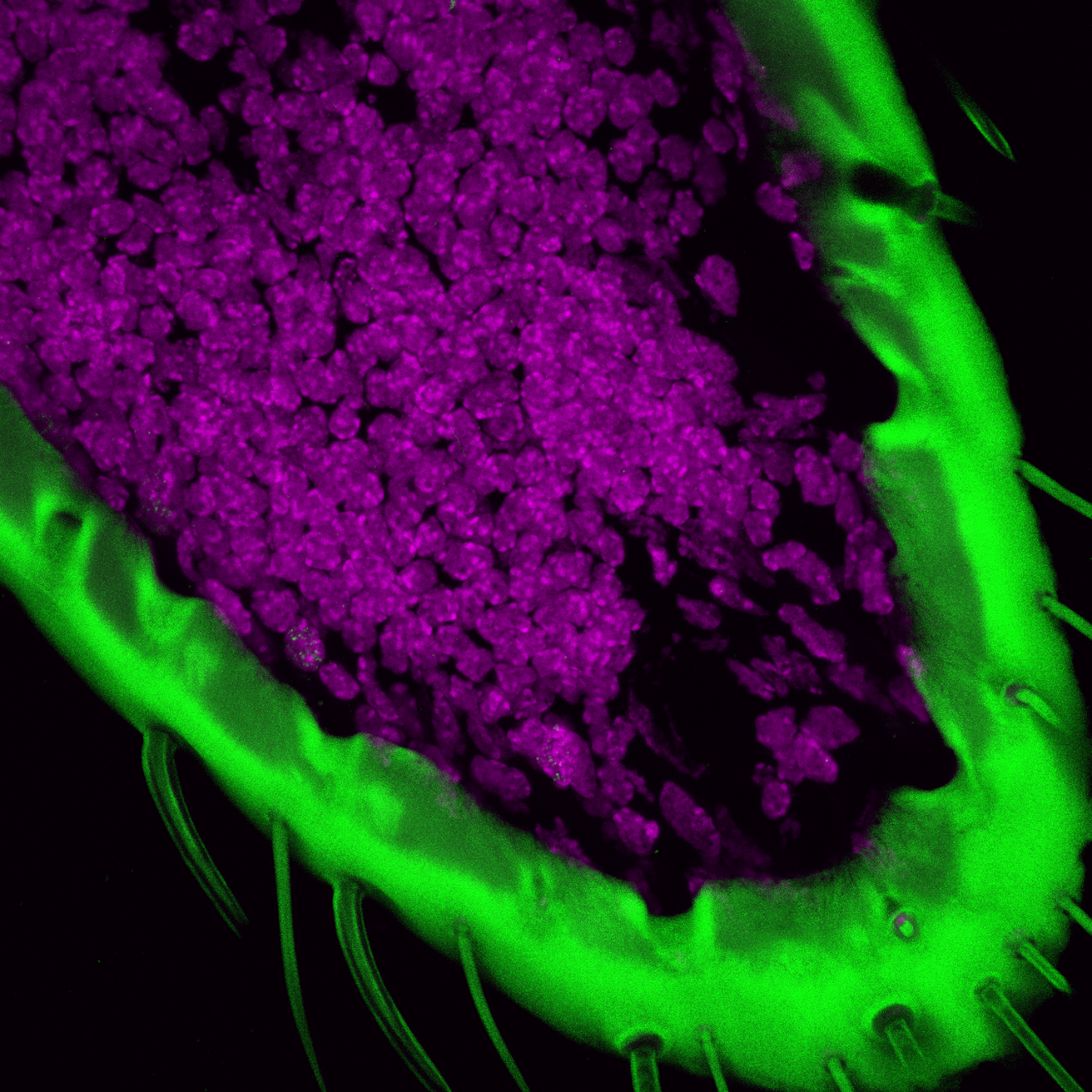 "A Protein That Enables Smell—and Stops Cell Death"