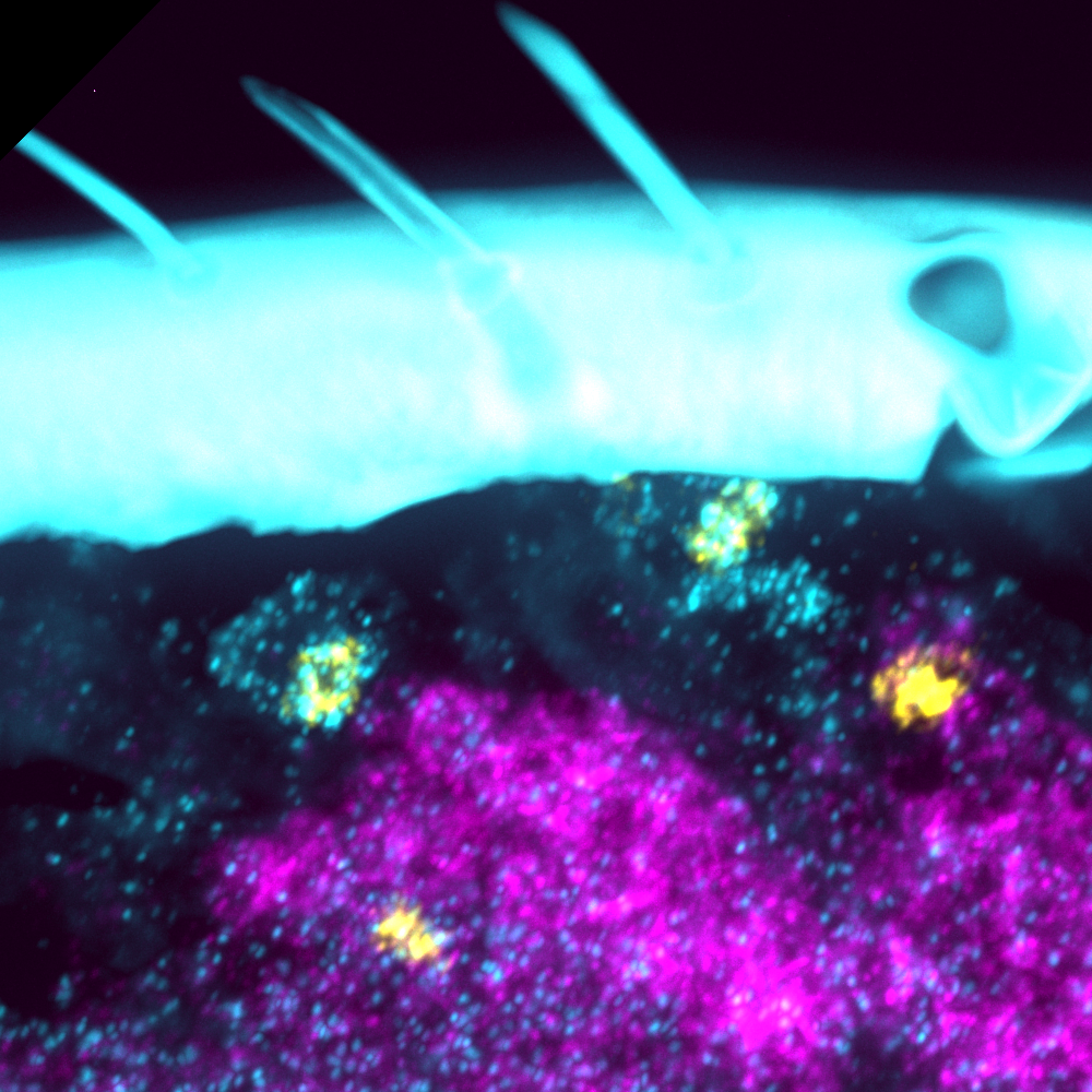 "A Protein That Enables Smell—and Stops Cell Death"