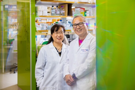 Study Suggests Promising Gene Therapy for FOXG1 Syndrome