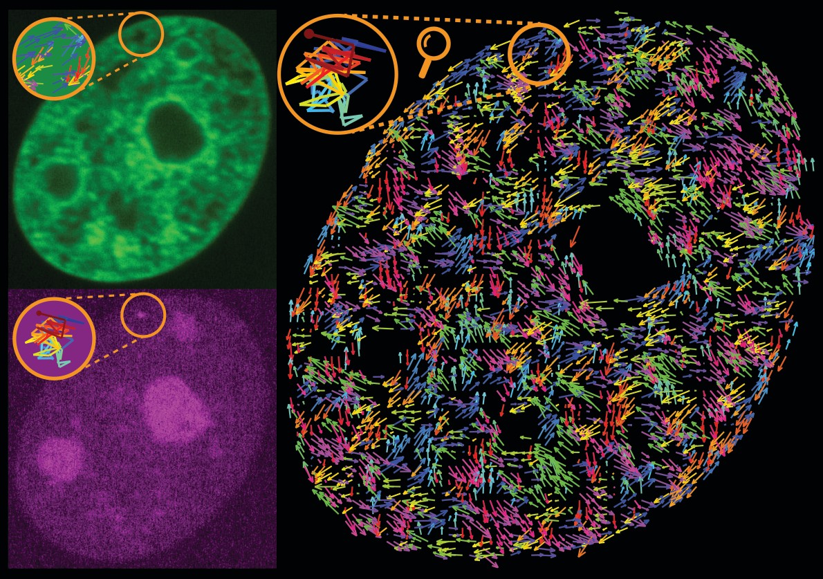 "Stirred, Not Shaken—Scientists Uncover How Transcription Drives Motion within the Genome"
