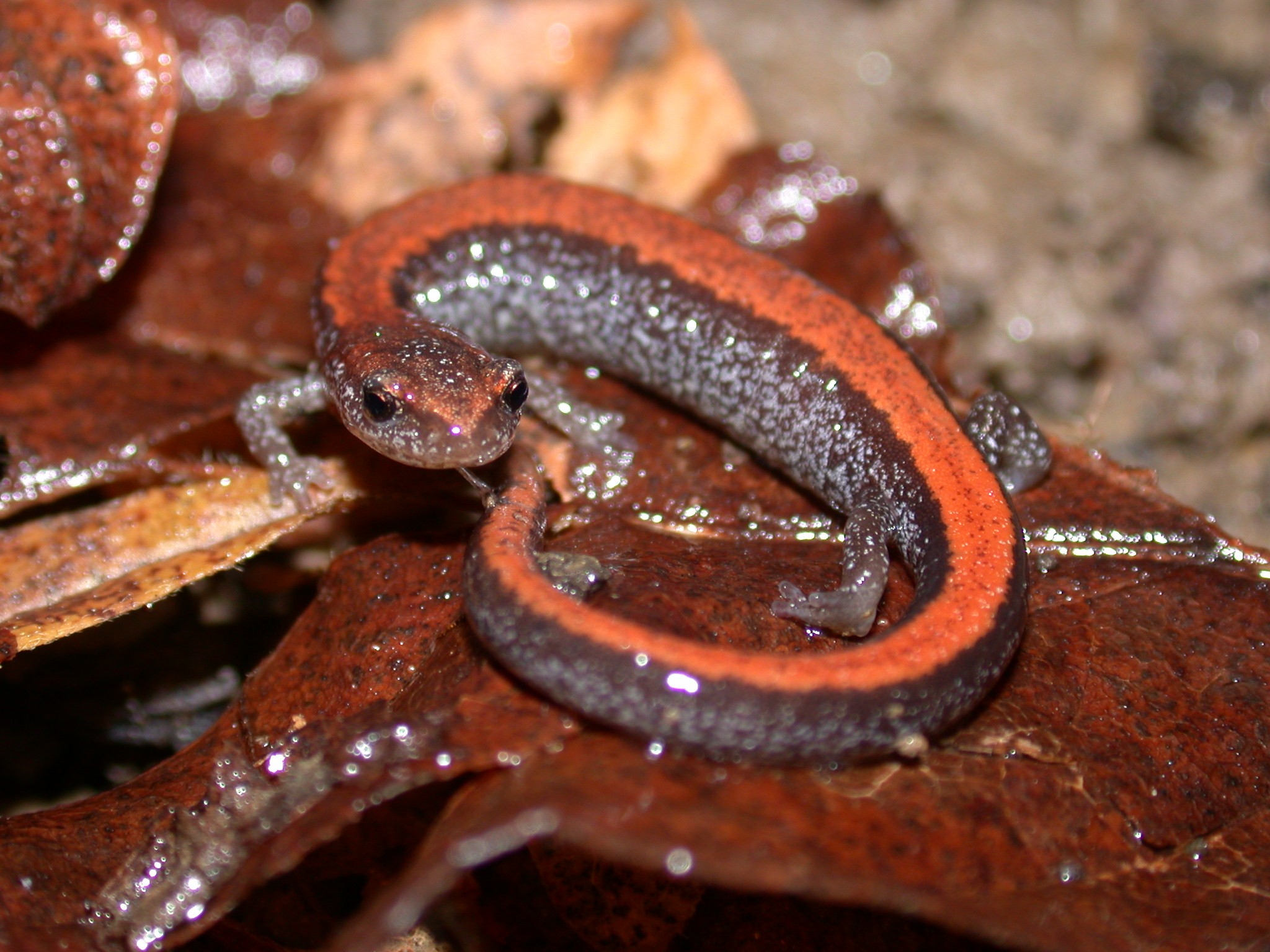 Salamanders Are Surprisingly Abundant in Northeastern Forests, Study Finds