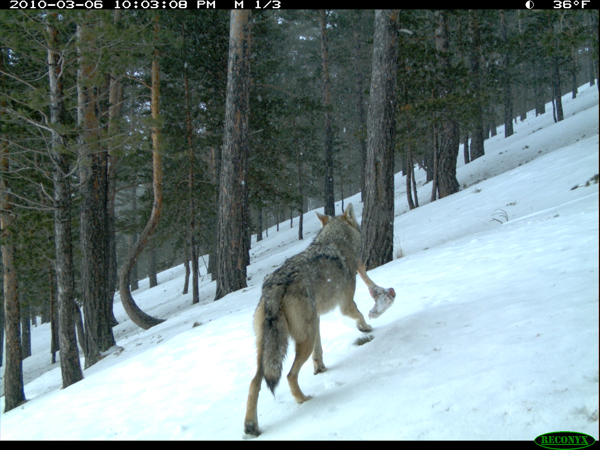 "In Turkey, wolves and people have shared a landscape for generations"