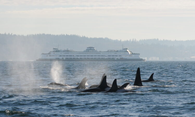 "Thanks to Humans, Salish Sea Waters Are Too Noisy for Resident Orcas to Hunt Successfully"