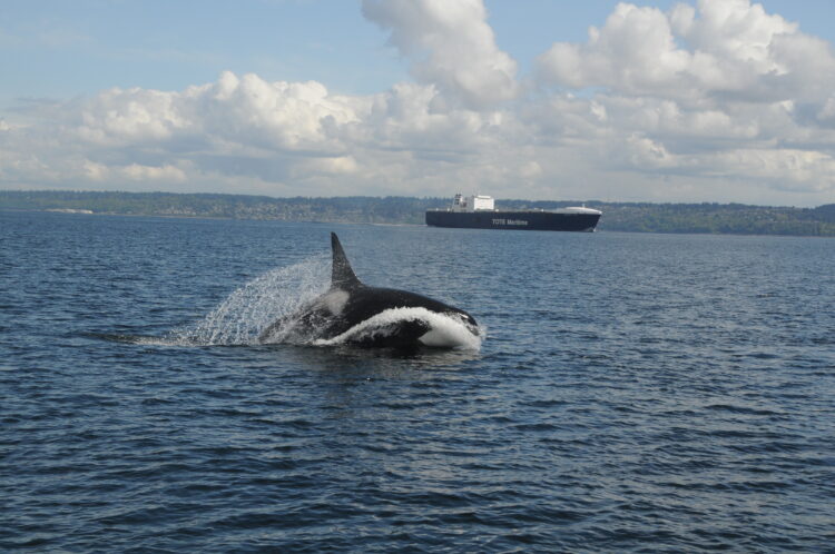 "Thanks to Humans, Salish Sea Waters Are Too Noisy for Resident Orcas to Hunt Successfully"