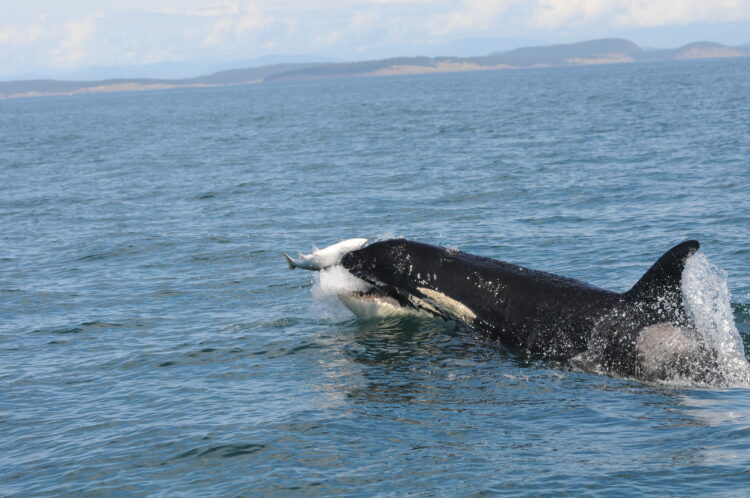 "Thanks to Humans, Salish Sea Waters Are Too Noisy for Resident Orcas to Hunt Successfully"