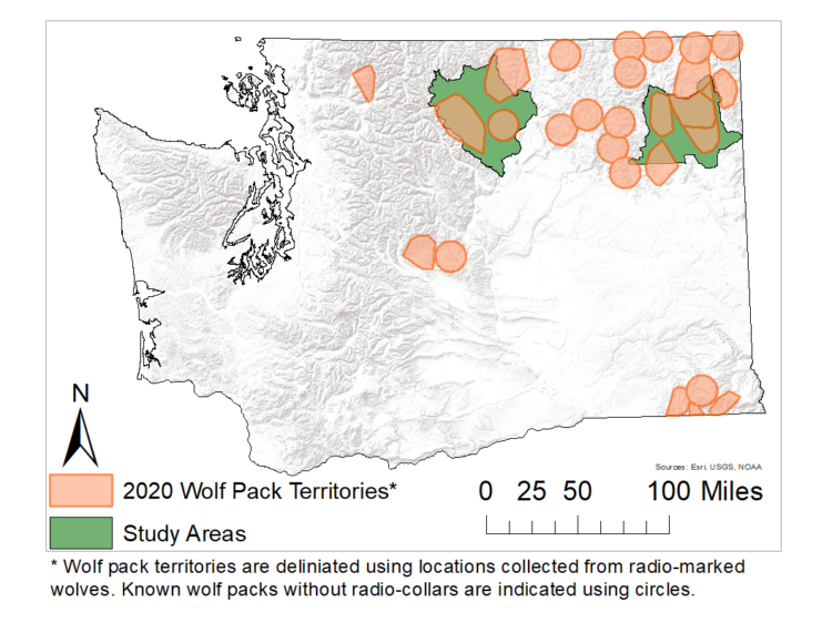 "Wolves’ Return Has Had Only Small Impact on Deer Populations in NE Washington, Study Shows"
