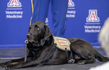 "Veterans With Service Dogs May Have Fewer PTSD Symptoms, Higher Quality of Life"
